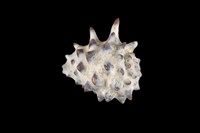 藏品(黃齒岩螺)的圖片